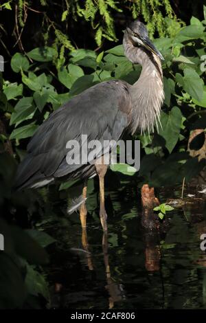 Reiher am Reelfoot See auf der Suche nach Fischen Stockfoto