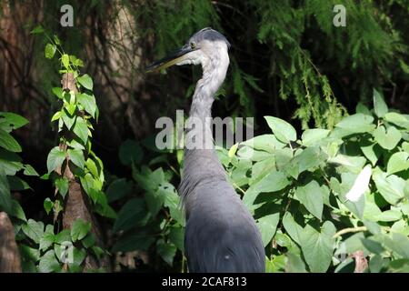 Reiher am Reelfoot See auf der Suche nach Fischen Stockfoto