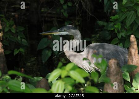 Reiher am Reelfoot See versteckt in der Bürste Stockfoto