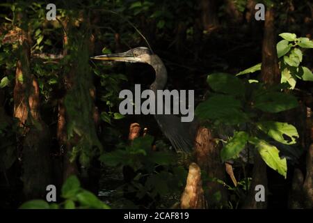 Heron am Reelfoot See bewegt sich in der Vegetation Stockfoto