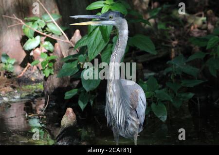 Reiher am Reelfoot See ruft Stockfoto