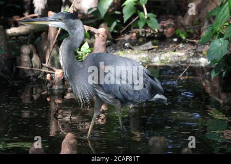 Reiher am Reelfoot See auf der Suche nach Fischen Stockfoto