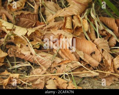 Nahaufnahme von heruntergefallenen trockenen Blättern und Gras Stockfoto
