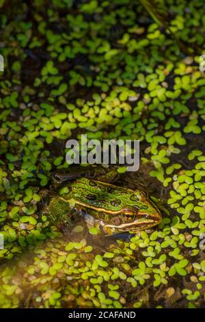 Der junge Northern Leopard Frosch (Lithobates/Rana pipiens) sitzt in einem Kattail-Sumpfgebiet unter Entenklau, Castle Rock Colorado USA. Foto aufgenommen im August. Stockfoto