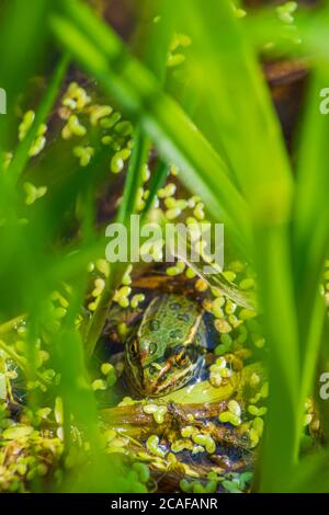 Der junge Northern Leopard Frog (Lithobates/Rana pipiens) versteckt sich zwischen hohem Gras und Entengras am Ufer des Sumpfgebiets, Castle Rock Colorado USA. Stockfoto