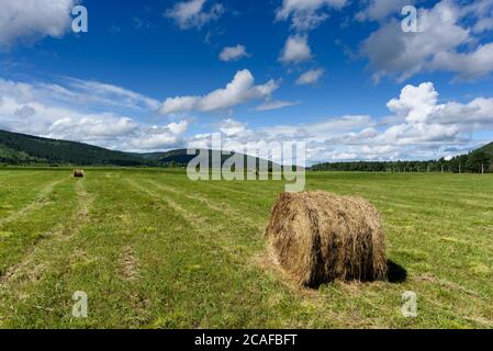 Ländliche Landschaften. Haystackrollen auf dem Feld. Sommer Bauernhof Landschaft mit Heuhaufen auf dem Hintergrund des Waldes Stockfoto