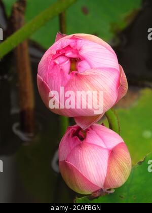 High-Angle-Aufnahme von schönen Knospen von zwei ungeöffneten Lotus Blumen auf dem Hintergrund der Blätter Stockfoto