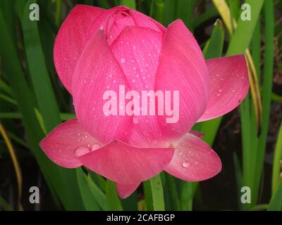 High-Angle-Aufnahme einer schönen Knospe eines ungeöffneten lotusblume mit Wassertropfen auf Blütenblättern Stockfoto