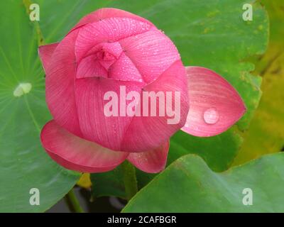 High-Angle-Aufnahme einer schönen Knospe eines ungeöffneten lotusblume mit Wassertropfen auf Blütenblättern Stockfoto