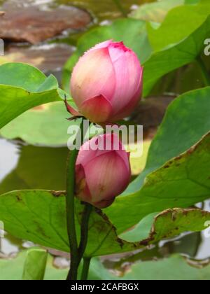 Nahaufnahme einer heiligen Knospe eines ungeöffneten Paares Lotus Blumen und mit einem See auf dem Hintergrund Stockfoto