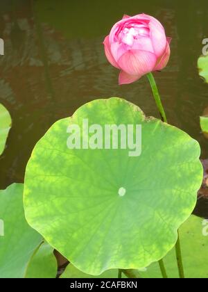 Vertikale Aufnahme einer schönen Knospe eines ungeöffneten Lotus Blume neben Lotusblättern Stockfoto