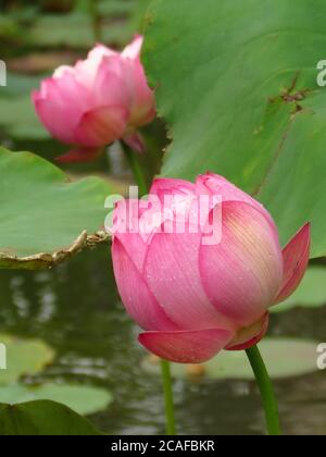 Vertikale Aufnahme der ungeöffneten Lotusblume mit verschwommenem Hintergrund Stockfoto