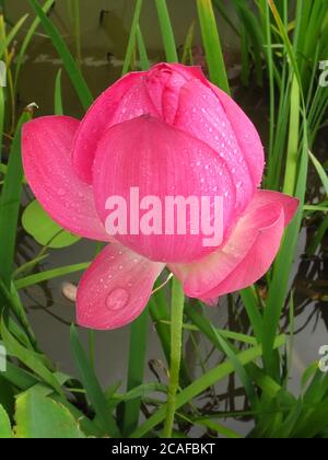 Nahaufnahme einer schönen Knospe eines ungeöffneten Lotus Blume mit Wassertropfen auf Blütenblättern Stockfoto