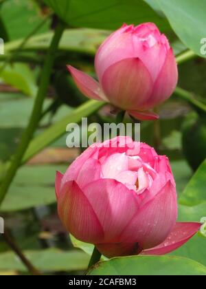 Nahaufnahme einer heiligen Knospe eines ungeöffneten Paares Lotus Blumen mit Wassertropfen auf Blütenblättern Stockfoto