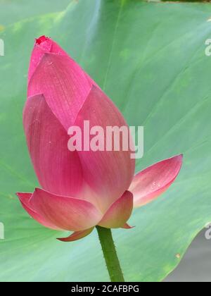 Nahaufnahme einer heiligen Knospe eines ungeöffneten Lotus Blume mit einem Blatt im Hintergrund Stockfoto