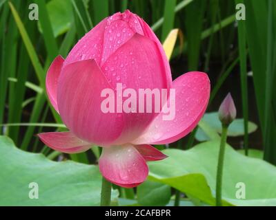 Nahaufnahme einer heiligen Knospe eines ungeöffneten Lotus Blume mit Wassertropfen auf Blütenblättern Stockfoto