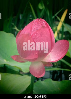 Nahaufnahme einer heiligen Knospe eines ungeöffneten Lotus Blume mit Wassertropfen auf Blütenblättern Stockfoto