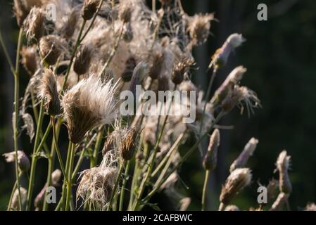 Cirsium arvense, flauschiger Blütenstand in Wiesenabschichtung selektiver Fokus Stockfoto