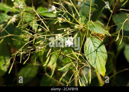 Impatiens parviflora, kleine Balsamblüten in Wiese Nahaufnahme selektiver Fokus Stockfoto