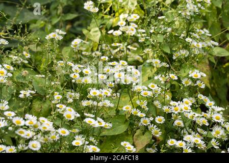 Erigeron annuus , Fleabane östlichen Gänseblümchen weißen Blüten in Wiese Makro selektiven Fokus Stockfoto