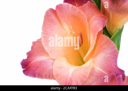 Nahaufnahme von Blumen auf einem Stängel von schönen Gladiolen auf weißem Hintergrund Stockfoto