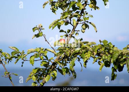 Einsamer Apfel hängt an einem Baum Zweig an einem sonnigen Tag Stockfoto