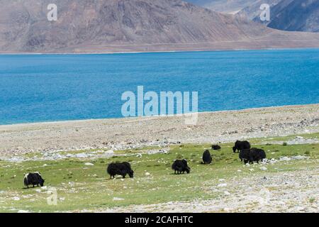 Ladakh, Indien - Yak am Pangong-See in Ladakh, Jammu und Kaschmir, Indien. Stockfoto