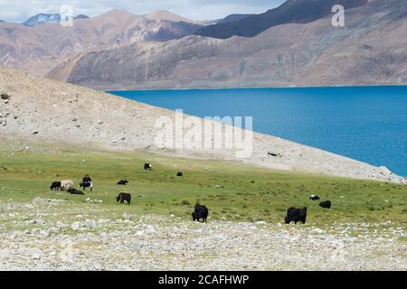 Ladakh, Indien - Yak am Pangong-See in Ladakh, Jammu und Kaschmir, Indien. Stockfoto