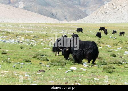 Ladakh, Indien - Yak am Pangong-See in Ladakh, Jammu und Kaschmir, Indien. Stockfoto