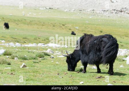 Ladakh, Indien - Yak am Pangong-See in Ladakh, Jammu und Kaschmir, Indien. Stockfoto