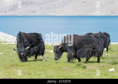 Ladakh, Indien - Yak am Pangong-See in Ladakh, Jammu und Kaschmir, Indien. Stockfoto