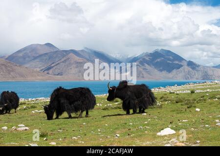 Ladakh, Indien - Yak am Pangong-See in Ladakh, Jammu und Kaschmir, Indien. Stockfoto