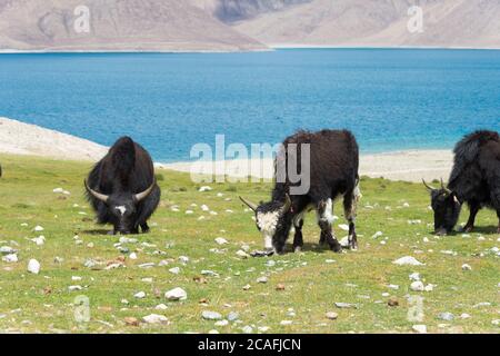 Ladakh, Indien - Yak am Pangong-See in Ladakh, Jammu und Kaschmir, Indien. Stockfoto