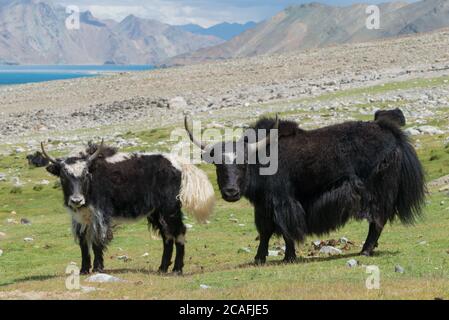 Ladakh, Indien - Yak am Pangong-See in Ladakh, Jammu und Kaschmir, Indien. Stockfoto