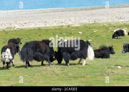 Ladakh, Indien - Yak am Pangong-See in Ladakh, Jammu und Kaschmir, Indien. Stockfoto