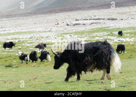 Ladakh, Indien - Yak am Pangong-See in Ladakh, Jammu und Kaschmir, Indien. Stockfoto