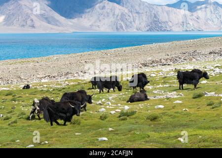 Ladakh, Indien - Yak am Pangong-See in Ladakh, Jammu und Kaschmir, Indien. Stockfoto