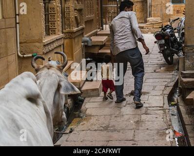 Jaisalmer, Rajasthan / Indien - Juli 22 2020 : Mann rettet sein Kind von einer Kuh, die von hinten läuft Stockfoto