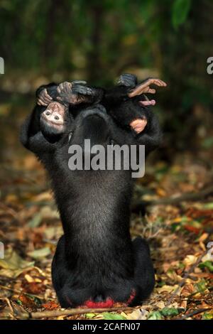 Junges Baby mit Mutter, endemischer Affe Celebes Crested Macaque bekannt als schwarzer Affe (Macaca nigra) im Regenwald, Tangkoko Nature Reserve in North Su Stockfoto