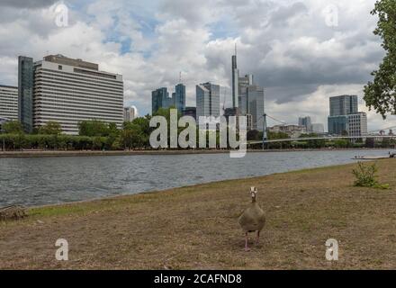 Ägyptische Gans vor der Skyline in Frankfurt am Main Stockfoto