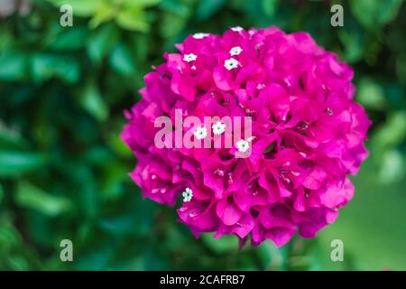 Bougainvillea. Zierstöcke, Sträucher, Bäume. Runde rosa Blume im Sommer. Naturtapete, floraler Hintergrund, grüne Blätter Stockfoto