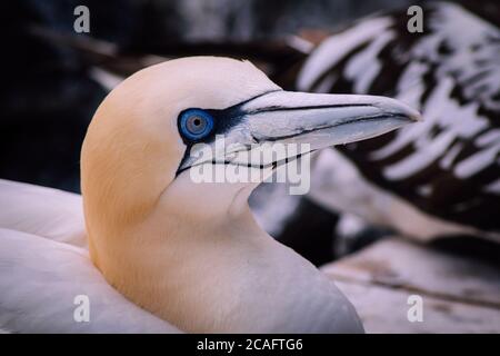 Porträt einer Gannet - Morus Bassanus Stockfoto