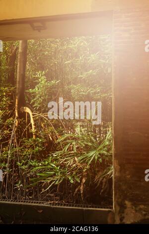 Ein verlassenes Interieur der alten Festung, Blick von innen nach außen, Sonnenstrahl scheint durch jungen grünen Wald und ruinierte Fenster in einem alten Backstein Wal Stockfoto