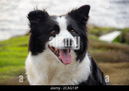 Border Collie, die sich auf moosbedeckten Felsen an der Küste der Tokyo Bay in Japan ausruhen. Stockfoto