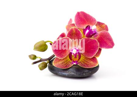 Bunte Orchidee und Massagesteine auf weißem Hintergrund Stockfoto