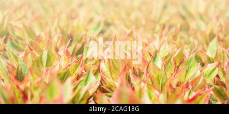 Bunte Aglaonema Siam Red (Chinese Evergreen) Blätter in einem Baumschule Gewächshaus, helle und schöne Schattierungen von Blättern. Selektiver Fokus. Stockfoto