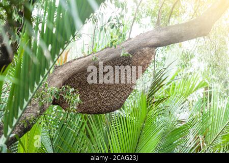 Ein großer Bienenstock asiatischer Honigbiene am Zweig des Mangrovenbaums, ein großer Bienenstock in einem Mangrovenwald. Stockfoto