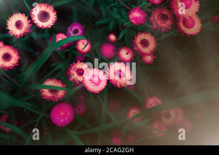 Blühende rosa Gänseblümchen Blumen bei Sonnenaufgang. Draufsicht. Nahaufnahme. Selektiver Fokus. Stockfoto