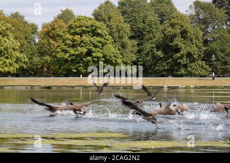 Kanadagänse (Branta canadensis), Bushy Park, Hampton Court, Greater London, England, Großbritannien, Großbritannien, Europa Stockfoto