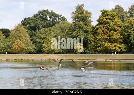 Kanadagänse (Branta canadensis), Bushy Park, Hampton Court, Greater London, England, Großbritannien, Großbritannien, Europa Stockfoto